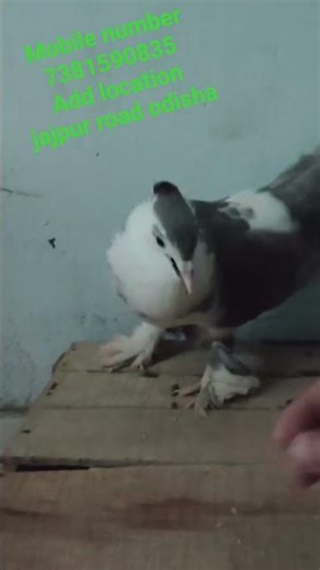 mobile number 7381590835. add location jajpur road odisha