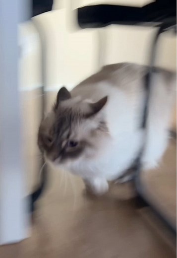 Understanding Siberian Cats and Their Playful Nature