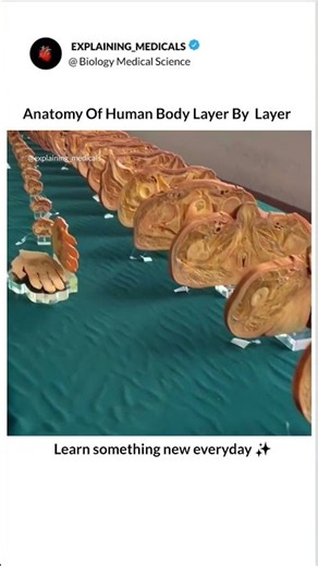 This is inside of human body?#HumanAnatomy #Anatomy #Plastination #MedicalScience #Mbbs #Anatomy