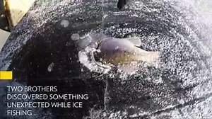 7M views · 17K shares | Two brothers were ice fishing when they discovered a rare and grisly scene: one fish eating another, frozen in ice. | National Geographic | Facebook