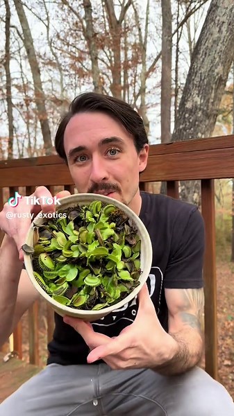 Understanding the Venus Flytrap: Care and Myths