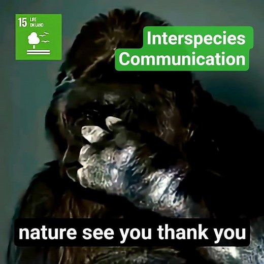 WOW! Koko's Last Words Were A Warning to Humanity🦍🌎