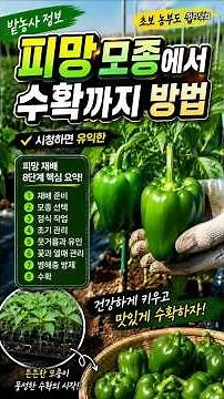 How to Grow Bell Peppers from Seedling to Harvest #KkoriDotCom #FarmingTips #YouTube #BellPepper ...