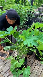 part1 Know when to harvest zucchini at the perfect size! Small zucchini taste better, have tender skin, and cook more evenly. Plus, picking them young keeps your plant producing all season long. Wait too long and you’ll get tough, seed~ | Plantedinthegarden | Facebook