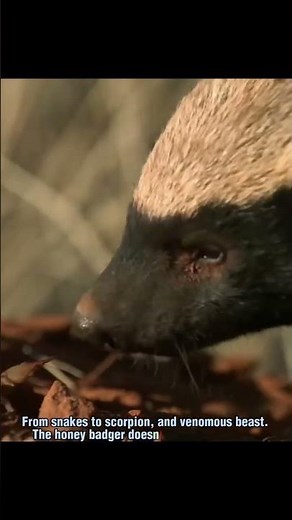Why This Badger Isn’t Afraid of a Venomous Snake | Nature’s Toughest Predator