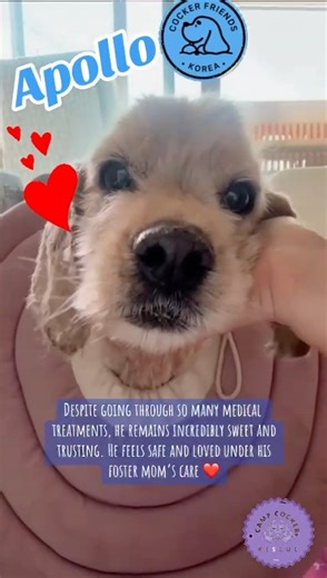 7.7K views · 458 reactions | Apollo the brave cocker spaniel is doing hard things! 凉 | Camp Cocker Rescue | Facebook