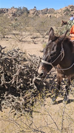 Couldn't catch herpes in Singapore, but he's majestic 😂😂 | Kyle Choate