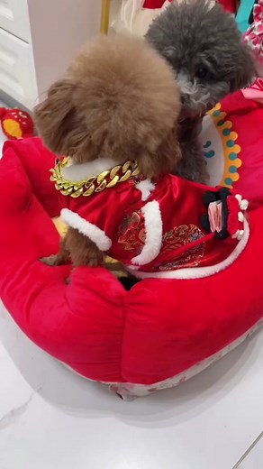 #dog #dogs #douyin Pay attention to thieves