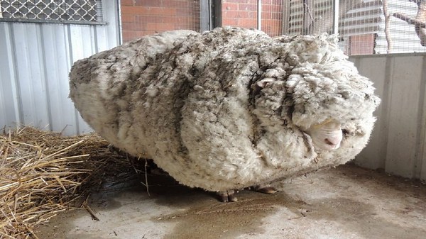 Hikers saw that this neglected sheep could barely stand, so a shelter begged for experts to save him