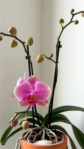 Comment utiliser le riz dans les plantes pour qu’elles deviennent fortes....👇 Voir plus : | Recettes et idées de Génie