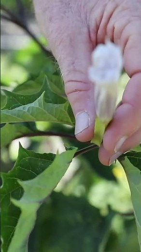 The Dark Side of Nature: Jimsonweed's Historical Role as a Deadly Plant #shorts, #nature, #history