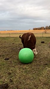 2.1M views · 90K reactions | He gets so sad when he pops them — wait until his mom surprises him the BIGGEST one ever ❤️ We talked to Spud's mom, Laura, about how caring for him is really like having a giant dog, and how she just wants to make him happy! Keep up with Spud the Bull on Instagram: https://thedo.do/Spudbull125 | The Dodo | Facebook