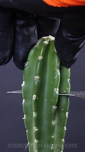 36K views · 31 reactions | Shorten a Tall Cactus Easily | Science, Tech and Universe | Facebook