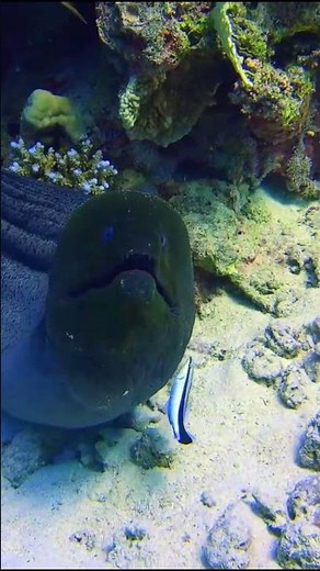 The Wonders of the Red Sea