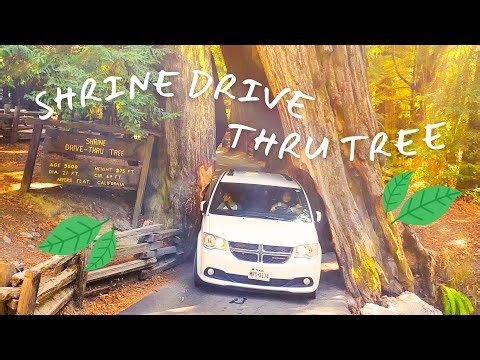 Redwood Passage: Journey Through the Shrine Drive-Thru Tree