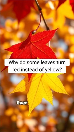 Why Do Some Leaves Turn Red Instead of Yellow in Fall? | RapidSmartFacts