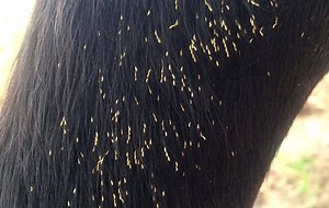 Q&A: How to deal with bot eggs on horses - Horse & Hound