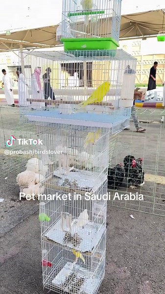 Probashibirdslover على TikTok