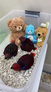 4.8K views · 72 reactions | Solomon Island Eclectus parrots 殺❤️ • • • •For questions please see our website or call us!! (www.Jcaviary.com) 512-956-0937 No texting/dms • • #solomonislandeclectus #eclectusparrot #eclectusparrots #sieclectus #femaleeclectus #eclectusparrotsofinstagram #babyeclectusparrot #eclectusroratus | JC Aviary | Facebook