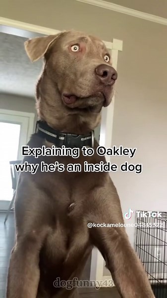 Cute howling sound of puppy🥰😂#pet #funny #funnyvideos #dogs #dogsoftiktok