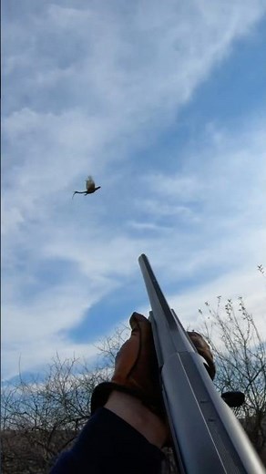 Pheasant Hunting | Rooster on the Home Farm #pheasanthunting #hunting