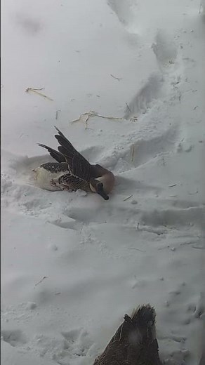Goose Swimming In Snow || ViralHog