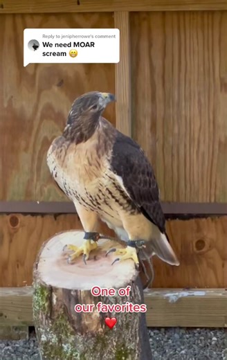 Scream of the Red-Tailed Hawk: Wildlife Education Ambassadors