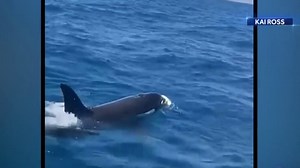 Killer whale attacks on the rise, baffling researchers