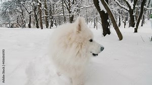 two dogs playing in the park