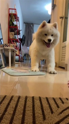 萨摩耶犬类智商排行33，游戏互动体验0000000 #铲屎官的乐趣 #狗奔向你的喜悦 #家有傻狗