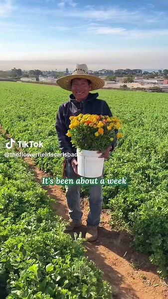 Check out the first bucket of flowers from our 2025 Flower Fields season! It’s not hard to imagine how beautiful springtime will be with our rows of ranunculus bursting in color. Be sure to pick a date and get your tickets ahead of time, or enjoy all 10 weeks of The Flower Fields with a season pass. What color bloom are you most excited to see? Link in bio. #flowerfields #carlsbadca #carlsbad #WhereColorTakesFlight #theflowerfields #carlsbadcalifornia #visitcarlsbad #visitcalifornia #ranunculus 