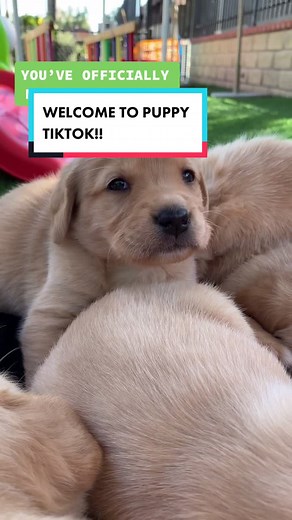 Welcome friends 💙 #guidedogsofamerica