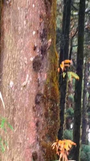 > A shy little climber of the Eastern Himalayas — the Rusty-flanked Treecreeper, with its warm chestnut flanks and curved bill, spirals up mossy trunks in search of insects. A true gem of the high forests! #rustyflankedtreecreeper #birdsofindia #birdingvideos #naturelovers #birdsofnorthbengal #birdsphotography #birdguide | Ujwal Rai