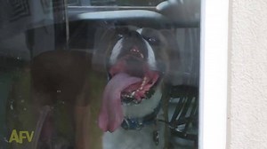World's Slobberiest Window-Washing Service | Waggle