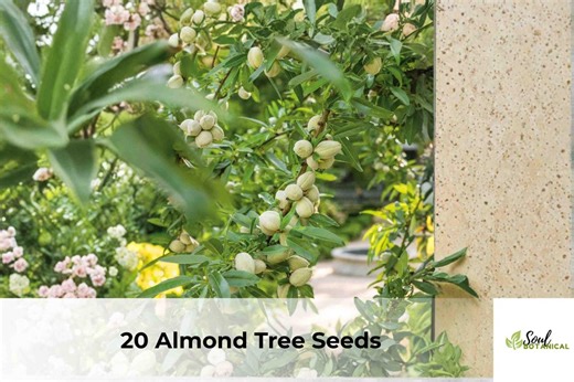 20 Almond Tree Seeds | Prunus Dulcis, Easy Grow Deciduous Tree Seeds, Spring Blooms, Garden Tree - Etsy