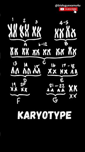 What is a Karyotype called? #genetics #biologyexams4u