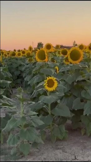 Girasoli al tramonto nei campi della bassa modenese al tramonto 09 07 2026 dalla nostra inviata