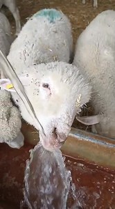 Agüita fresquita | Feli Martín Crespo