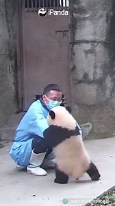 868K views · 10K reactions | Nanny is not only my playmate, but also the apple of my eye. (The panda’s name: Chengdu Egg Pancake) #HiPanda #PandaMoment #HowGiantPandasGrowUp #BestJobInTheWorld | iPanda | Facebook