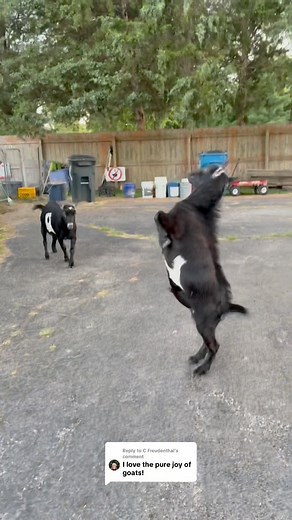 35K views · 1.3K reactions | Dancing goats to make you smile #goats #nigeriandwarfgoats #pets #babygoats #farmlife | Kids On Kerth | Facebook