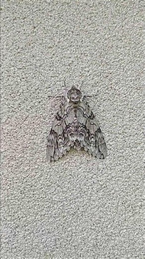 Waved Sphinx Moth