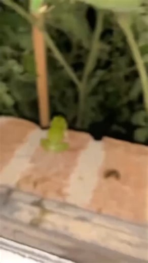 Frog lover on Instagram: "Frog core 🐸 👫 Tag a friend 👉 Follow @frog_lover.society 🎥 Credit: pawty time DM for credit or removal/ No copyright intended. All rights are reserved & belong to their respective owners. #Frog #FrogLovers #FrogLife #FrogCommunity #FrogPhotography"