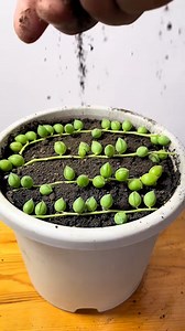 539K views · 7.4K reactions | Useful tips for your succulents 華 | Succulents | Facebook