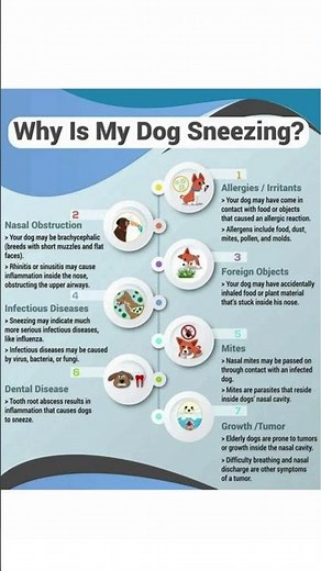 Why Dogs Sneeze? Shocking Reasons Revealed! 🐶🤧