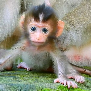 484K views · 46K reactions | Newborn smile...! First happily newborn baby monkey start walk so cute | Monkeys Daily | Facebook