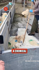 5.9K views · 16 reactions | Why Are Sheep Dipped in Water? Are you wondering why are sheep being dipped in water? Sheep are dipped in chemical solutions to prevent parasites, protect wool, and ensure animal health. #SheepDipping #AnimalHealth #ParasiteControl #WoolProtection #LivestockCare #SheepFarming #FarmManagement #AnimalWelfare #FarmingTips #SheepCare #ParasitePrevention #HealthyLivestock #SheepFleece #Agriculture #FarmPractices | Viral Fun | Facebook