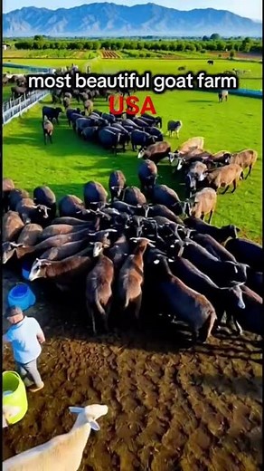 A Tour of America’s Most Beautiful Goat Farm