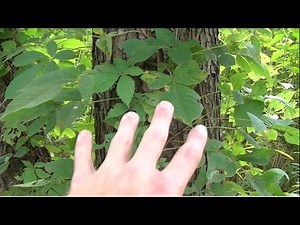 5 Poisonous Plants To Avoid While Foraging Wild Edibles