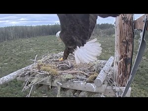 Bald Eagle Attacks Osprey Nest