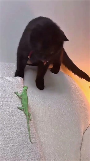 Guess if I ll get beaten up in the next second#The cute pet has become a genius#Pet#Th